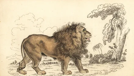 Asijský lev, ohrožený, Panthera leo leo. ,1834 (rytina)