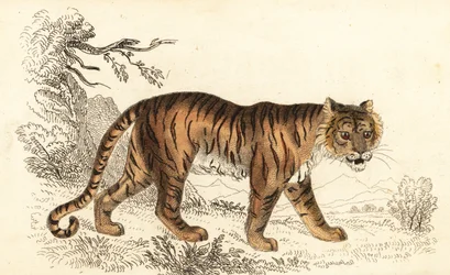 Bengálský tygr, Panthera tigris tigris., 1834 (rytina)