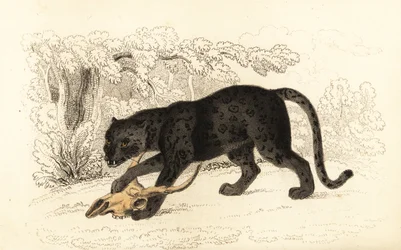 Černý jaguár, Panthera pardus, 1834