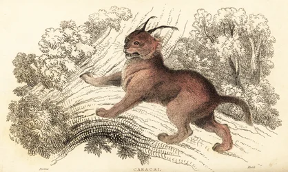 Caracal, Caracal Caracal., 1834 (rytina)