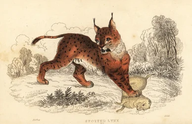 Rys ostrovid, Lynx lynx., 1834 (rytina)