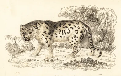 Jaguar, Panthera onca., 1834 (rytina)