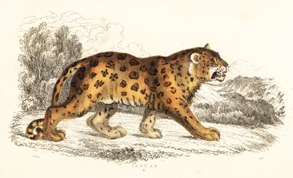 Jaguar, Panthera onca., 1834 (rytina)