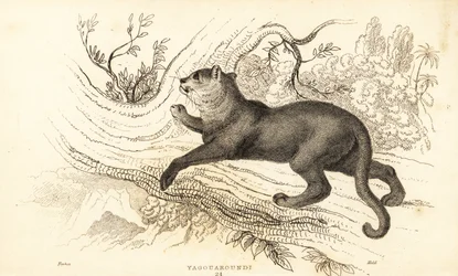 Jaguarandi, puma respektuje., 1834 (Engaraving)