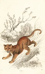Jaguarandi, puma respektuje., 1834 (Engaraving)