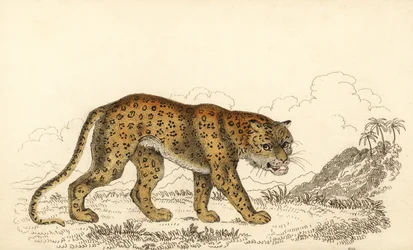 Leopard, Panthera pardus, zranitelný., 1834 (rytina)