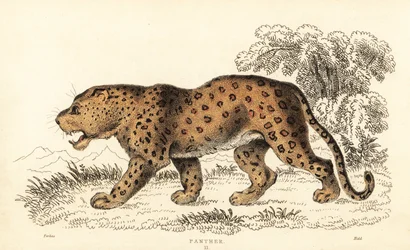 Leopard, Panthera pardus, zranitelný., 1834 (rytina)