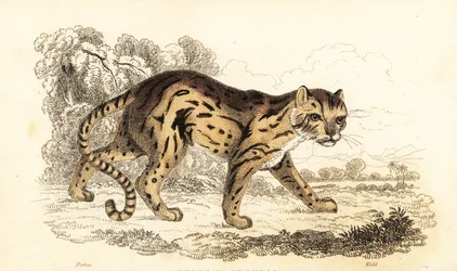 Margay, dozvěděl se Leopard. ,1834 (rytina)