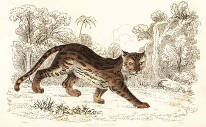 Margay, Leopardus wiedii catenata. , 1834 (rytina)