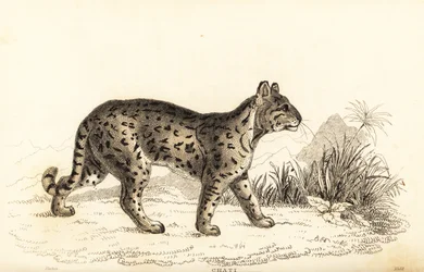 Ocelot, něžný leopard. , 1834 (rytina)
