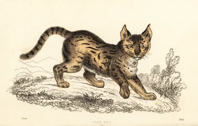 Serval, Leptailurus serval., 1834 (rytina)