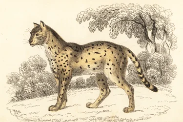 Serval, Leptailurus serval., 1834 (rytina)