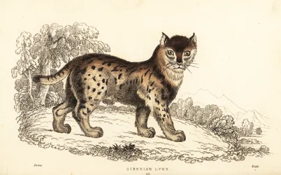 Rys sibiřský, Lynx lynx wrangeli (Felis lynx).,1834 (rytina)