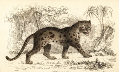 Sunda leopardí kočka, Prionailurus bengalensis subsp. sumatranus. ,1834 (rytina)