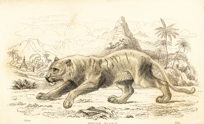 Bílý tygr, Panthera tigris tigris. Ohrožený. ,1834 (rytina)