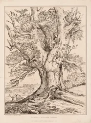 Buk ve Windsorském lese, 1805.