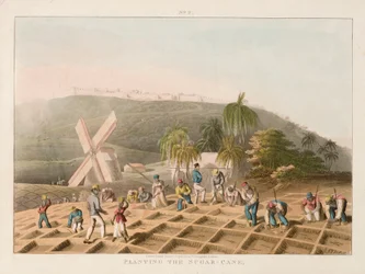 Sázení cukrové třtiny, asi 1820 (kolorovaná rytina)