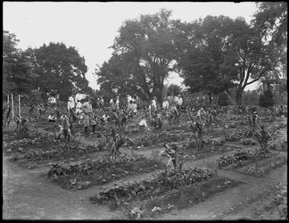 Děti pracující ve školní zahradě v Isham Park, New York City, 5. srpna 1914
