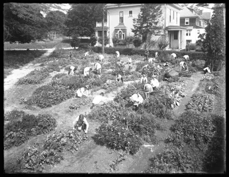Záběr z vysokého úhlu na děti pracující na zahradě v pobočce Poppenhusen veřejné knihovny Queens Borough, 14. srpna 1915