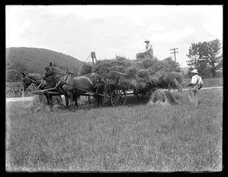 Dva muži nakládající pšeničné snopy na vozík tažený koňmi, pravděpodobně McCready Farm, Crawford County, Pennsylvania, kolem roku 1913