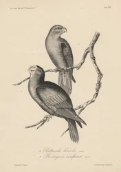 1. Psittacula lineola a 2. Brotogeris aurifrons, litho od J.T. Bowen, 1850