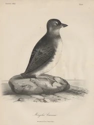 Megalus Cassinii, litho od J.T. Bowen, 1850
