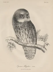 Syrnium Albogularis, litho od J.T. Bowen, 1850
