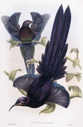 Epimachus Ellioti, Ward, kolem 1891-1898