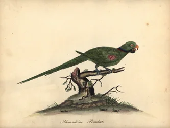 Papoušek alexandrinský, Psittacula eupatria. (Psittacus alexandri) Ručně kolorovaná mědirytina ilustrace Williama Hayese z Portrétů vzácných a zvědavých ptáků ze zvěřince v parku Osterly.
