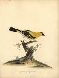 Stehlík americký, Carduelis tristis. (Stehlík žlutý, Fringilla tristis) Ručně kolorovaná mědirytina ilustrace Williama Hayese z Portrétů vzácných a zvědavých ptáků ze zvěřince v parku Osterly.