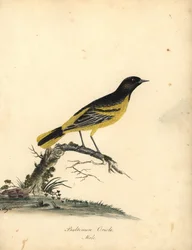 Žluva baltimorská, Icterus galbula. (Baltimore oriole, Oriolus baltimore) Ručně kolorovaná mědirytina ilustrace od Matildy Hayes z Portréty vzácných a zvědavých ptáků Williama Hayese ze zvěřince Osterly Park, Londýn: Bulmer