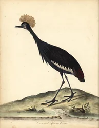 Černý korunovaný jeřáb, Balearica pavonina. (Ardea pavonina). Zranitelný. Ručně kolorovaná mědirytina ilustrace Williama Hayese a jeho dítěte C z Portrétů vzácných a zvědavých ptáků ze zvěřince v Osterly Parku (Londýn: Bulmer