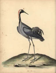 Jeřáb obecný, Grus grus. (Ardea grus) Ručně kolorovaná mědirytina ilustrace Williama Hayese z Portrétů vzácných a zvědavých ptáků ze zvěřince v parku Osterly.