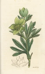 Čemeřice zelená, Helleborus viridis. Ručně kolorovaná mědirytina od Jamese Sowerbyho z James Smith