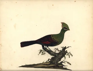 Guinea nebo zelený turaco, Tauraco persa. (Touraco, Cuculus persa) Ručně kolorovaná mědirytina ilustrace od Williama Hayese z Portréty vzácných a zvědavých ptáků ze zvěřince Osterly Park, Londýn: Bulmer