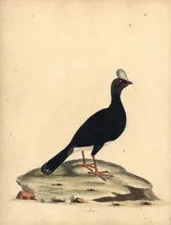 Currasow rohatý, Pauxi unicornis. Ohrožený. (Cushew, Crax pauxi). Ručně kolorovaná mědirytina ilustrace Williama Hayese z Portréty vzácných a zvědavých ptáků ze zvěřince Osterly Park (Londýn: Bulmer