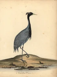 Jeřáb mademoiselle, Anthropoides virgo (jeřáb numidský, Ardea virgo). Ručně kolorovaná mědirytina ilustrace Ann a Emily Hayesových z Portrétů vzácných a zvědavých ptáků Williama Hayese ze zvěřince v parku Osterly.