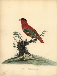 Lory čistotný, Lorius domicella. Ohrožený. Lory černotemenný, Psittacus domicilla. Ručně kolorovaná mědirytina ilustrace Williama Hayese z Portréty vzácných a zvědavých ptáků ze zvěřince Osterly Park (Londýn: Bulmer