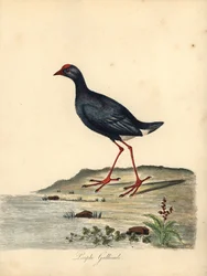 Fialový swapphen, Porphyrio porphyrio. (Purple gallinule, Fulica porphyrio) Ručně kolorovaná mědirytina ilustrace Williama Hayese z Portrétů vzácných a zvědavých ptáků ze zvěřince Osterly Park (Londýn: Bulmer