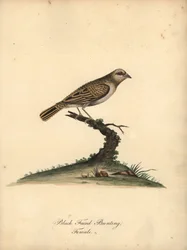 Quelea červenozobá, Quelea quelea, samice. (Strnad černolící, Embereza quelea) Ručně kolorovaná mědirytina ilustrace Williama Hayese z Portrétů vzácných a zvědavých ptáků ze zvěřince Osterly Park (Londýn: Bulmer