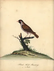 Quelea červenozobá, Quelea quelea, samec. (Strnad černolící, Embereza quelea) Ručně kolorovaná mědirytina ilustrace Williama Hayese z Portrétů vzácných a zvědavých ptáků ze zvěřince Osterly Park (Londýn: Bulmer