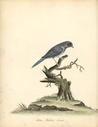 Kordonbleu červenolící, Uraeginthus bengalus. (Pěnkava modrobřichá, Fringilla benghalus.) Ručně kolorovaná mědirytina ilustrace od Williama Hayese z Portrétů vzácných a zvědavých ptáků ze zvěřince v Osterly Parku (Londýn: Bulmer