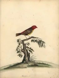 Červený avadavat, Amandava amandava. (Amaduvade, Fringilla amandava) Ručně kolorovaná mědirytina ilustrace Williama Hayese z Portrétů vzácných a zvědavých ptáků ze zvěřince v parku Osterly.