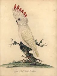 Kakadu molucký, Cacatua moluccensis. (Velký kakadu s červenou chocholkou) Zranitelný. Ručně kolorovaná mědirytina podle ilustrace Williama Hayese z knihy 