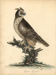 Puštík ušatý, Asio flammeus. (Ušatá sova virginská) Ručně kolorovaná mědirytina ilustrace Williama Hayese a jeho dcery M (Matilda) z Portrétů vzácných a zvědavých ptáků ze zvěřince Osterly Park, Londýn: Bulmer