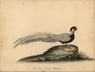 Bažant stříbrný, Lophura nycthemera, samec. (Tužkový bažant čínský, Phasianus nycthemerus) Ručně kolorovaná mědirytina ilustrace C. Hayese z Portrétů vzácných a zvědavých ptáků Williama Hayese ze zvěřince Osterly Park, Londýn