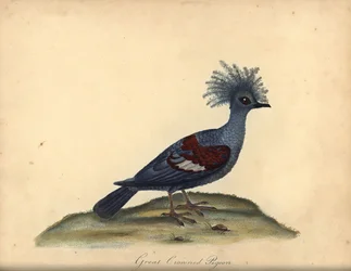 Západní korunovaný holub, Goura cristata. (Velký korunovaný indický holub, Columba coronata). Zranitelný. Ručně kolorovaná mědirytina ilustrace Williama Hayese z Portrétů vzácných a zvědavých ptáků ze zvěřince v Osterly Parku (Londýn: