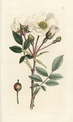 Bílá psí růže, Rosa arvensis. Ručně kolorovaná mědirytina od Jamese Sowerbyho z James Smith