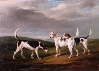 Foxhoundi v krajině