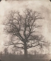 Dub v zimě, kolem 1892-93 (kalotyp negativní)